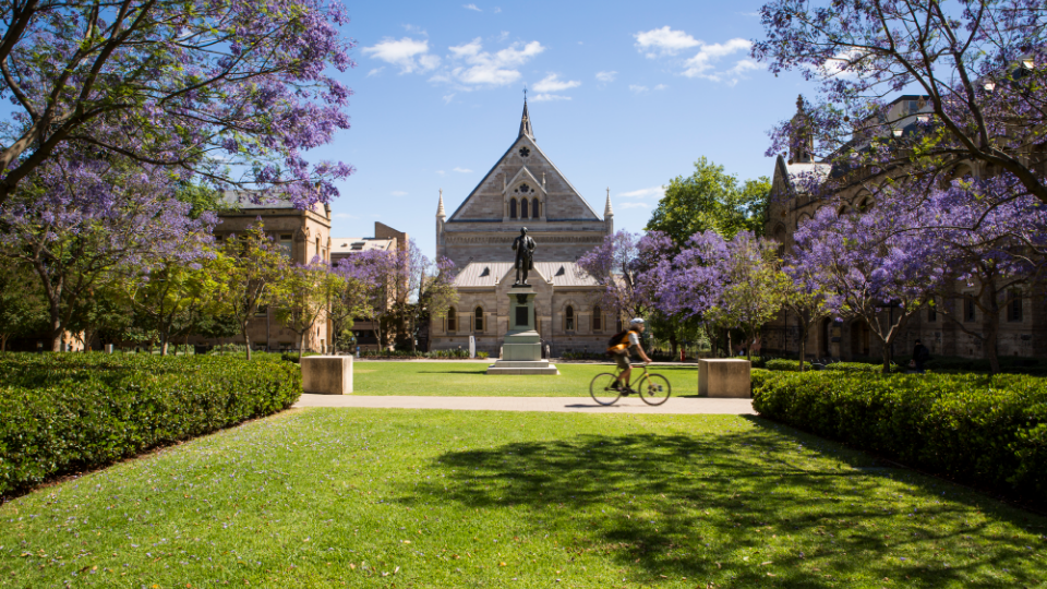 The UofA Goodman Crecent Lawns on a sunny day, featuring purple jacaranda trees and a bike rider on the footpath